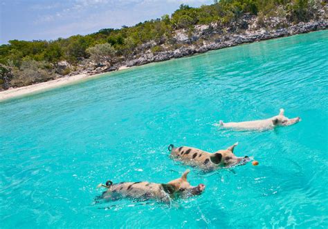 carnival swimming with pigs|Swimming with Pigs in the Bahamas: What to Expect